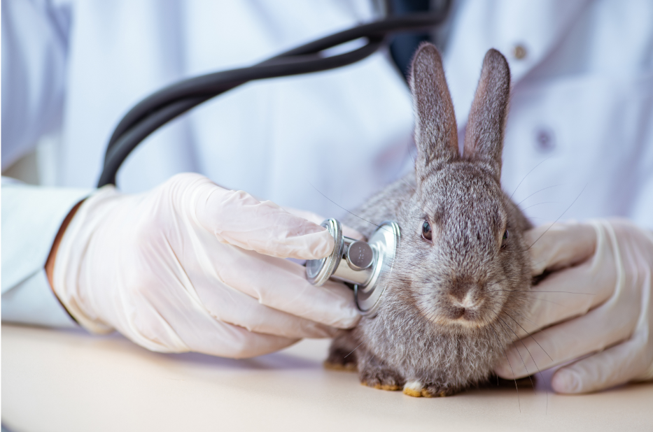 rabbit vaccinations eastcott vets