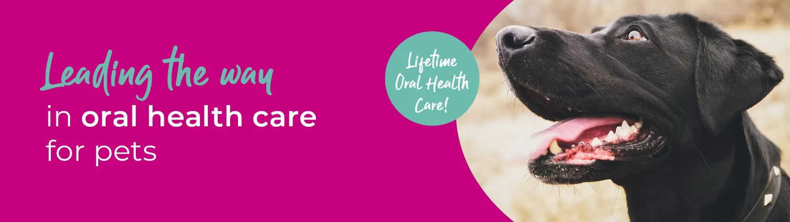 Eastcott Vets: Award-winning Swindon & Marlborough Vets Near Me